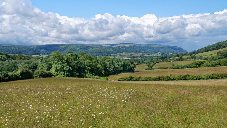 Wildflower meadow at Holnicote Estate, Somerset